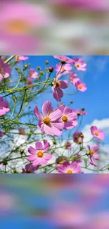 Pink cosmos flowers against a clear blue sky in full bloom.