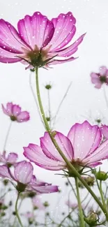 Pink cosmos flowers blooming against a soft sky background.