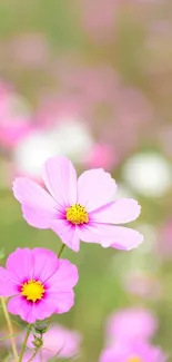 Pink cosmos flowers blooming with a soft blurred background.