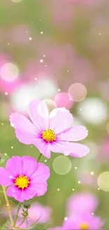 Pink cosmos flowers with bokeh effect backdrop in soft focus.