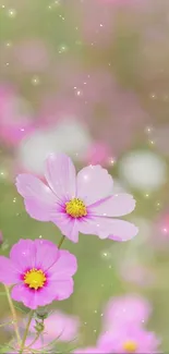 Mobile wallpaper with pink cosmos flowers and a dreamy bokeh effect.