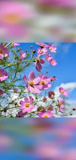 Pink cosmos flowers with a blue sky