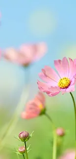 Pink cosmos flower with a blue sky in the background.