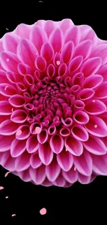 Pink dahlia flower with delicate petals on a black background.