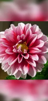 Close-up of a vibrant pink dahlia flower with green leaves.