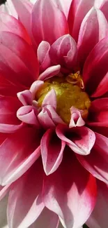 Beautiful pink dahlia flower with detailed petals.