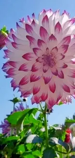 Beautiful pink dahlia flower against a clear blue sky.