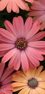 Close-up of pink daisies in bloom, perfect for phone wallpaper.