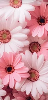 Pink daisy flowers mobile wallpaper perfect for nature and floral lovers.