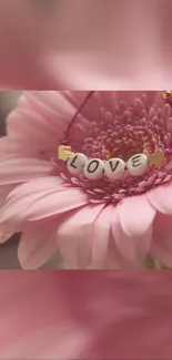 Pink daisy with love charm, romantic floral wallpaper.