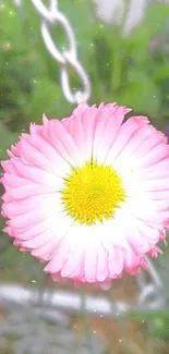 Close-up of a vibrant pink daisy with green leaves in the background.