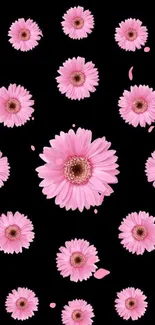 Pink daisy flowers on black background wallpaper.