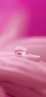 Delicate pink dew drop on flower petal wallpaper