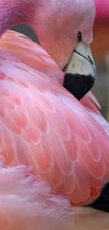 Graceful pink flamingo with soft feather details.