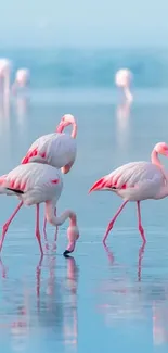 Elegant pink flamingos standing on calm blue water.