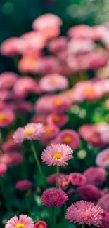 Vibrant pink flowers in full bloom creating a beautiful nature scene.