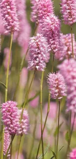 A beautiful pink floral mobile phone wallpaper with soft, delicate blossoms.