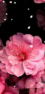 Pink floral blossom wallpaper for mobile.