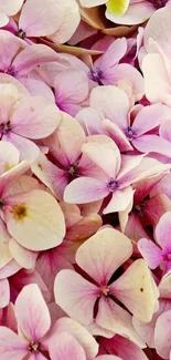 Pink flowers wallpaper with delicate blossoms.