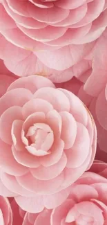 Pink camellia flowers wallpaper design.