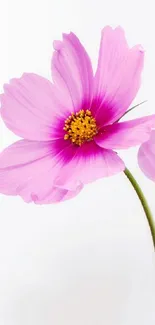 Delicate pink flower with vibrant petals on a minimalist background.