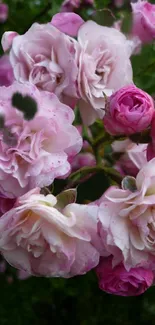 Elegant pink roses with delicate petals on a vibrant smartphone wallpaper.