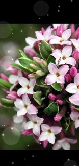 Cluster of pink and white flowers with lush green leaves.