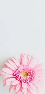 Delicate pink flower on a minimalist mobile wallpaper.