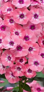 Cluster of vibrant pink flowers with lush green leaves.