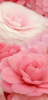 Mobile wallpaper with delicate pink roses.