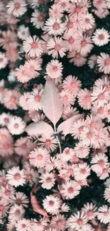 Pink floral wallpaper with blossoms and leaves