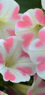 Vibrant pink flowers with white petals close-up on a mobile wallpaper.