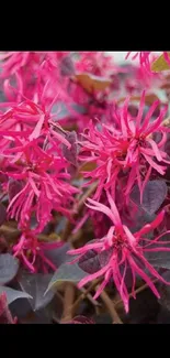 Vibrant pink flowers with lush foliage.