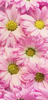 Pink flowers create a vibrant mobile wallpaper.