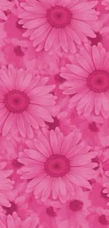 Vibrant pink daisy floral pattern wallpaper.