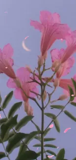 Pink flowers with crescent moon in sky wallpaper.