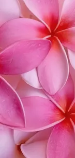 Pink floral petals with dewdrops on a serene mobile wallpaper design.