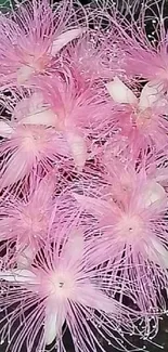 Mobile wallpaper featuring pink starburst blooms on a dark background.