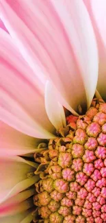 Close-up of a vibrant pink flower with intricate petal details.