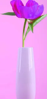 Pink flower in white vase on vibrant pink background.