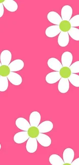 Pink background with white daisy flowers.