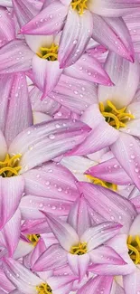 Pink flowers with water droplets on mobile wallpaper, showcasing nature's delicate beauty.