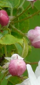 Pink flower buds with green leaves wallpaper.