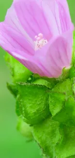 Close-up of pink flower against green background.