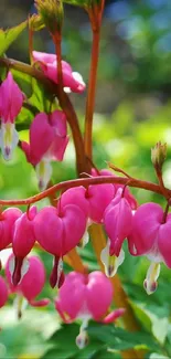 Pink bleeding heart flowers in a green garden setting.