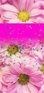 Vibrant pink daisy wallpaper with colorful heart overlay.