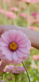 Hand holding a pink flower in a lush garden.