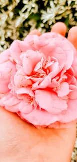 A delicate pink rose gently held in a hand with a lush background.