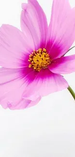 Minimalist pink flower wallpaper with elegant petals and vibrant colors.