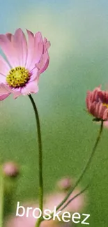 Vibrant pink flowers with green background.